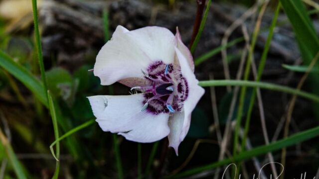 Calochortus umbellatus, aka Oakland mariposa lily Oakland star tulip