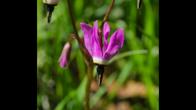 Primula hendersonii, aka Foothill shooting star Mosquito bill