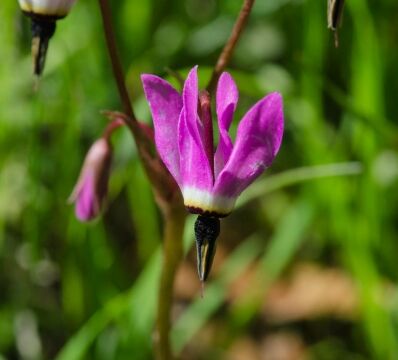 Primula hendersonii, aka Foothill shooting star Mosquito bill
