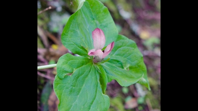 Trillium chloropetalum Common trillium