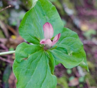 Trillium chloropetalum Common trillium