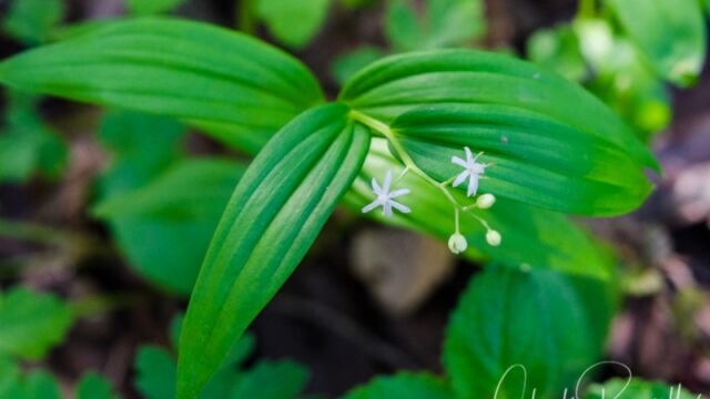 Maianthemum stellatum, aka Little false Solomon's seal Starry false lily of the valley