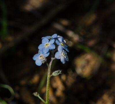 Myosotis latifolia Forget me not