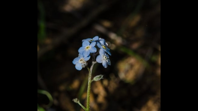 Myosotis latifolia Forget me not