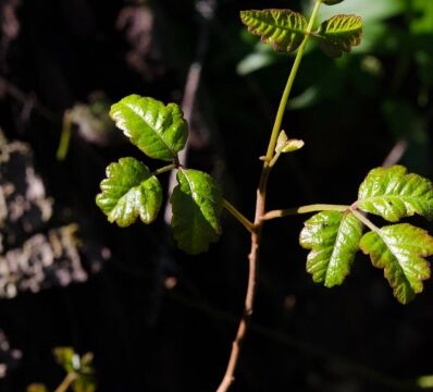 Toxicodendron diversilobum Poison oak