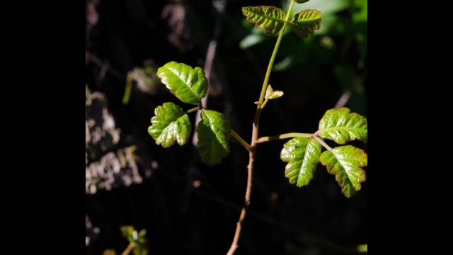 Toxicodendron diversilobum Poison oak