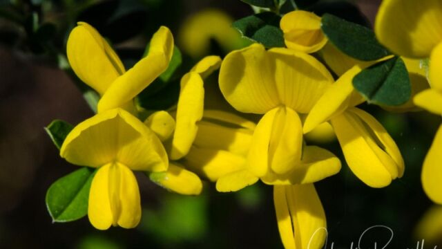 Genista monspessulana, a major invasive pest French broom