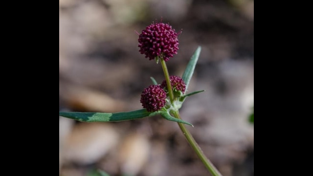 Sanicula bipinnatifida Purple sanicle