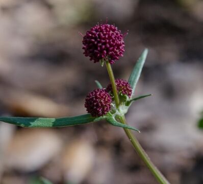 Sanicula bipinnatifida Purple sanicle