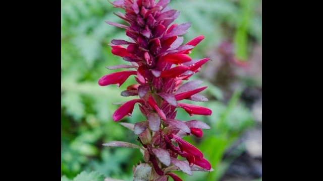 Pedicularis densiflora Warrior's plume