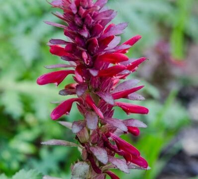 Pedicularis densiflora Warrior's plume