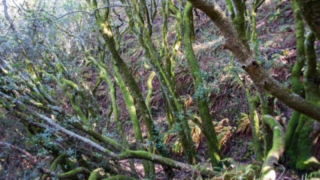 Interesting trees on path near 9i