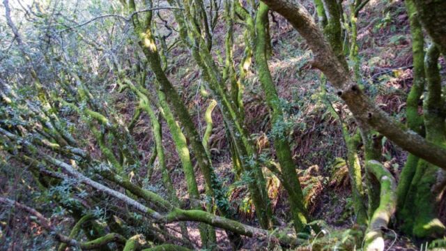 Interesting trees on path near 9i