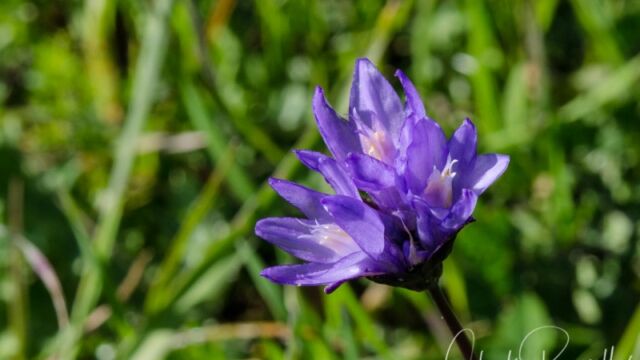 Dipterostemon capitatus subsp. capitatus (formerly Dichelostemma capitatum ssp. capitatum) Blue dicks