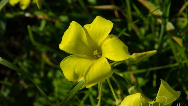 Oxalis pes-caprae Bermuda buttercup