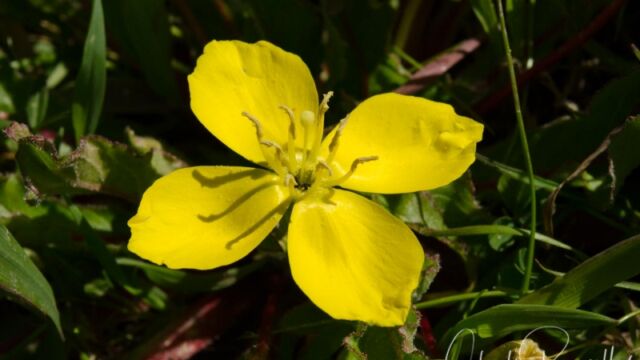 Taraxia ovata Sun cup