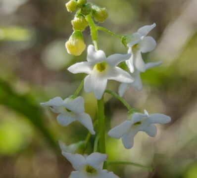 Marah fabacea California man-root