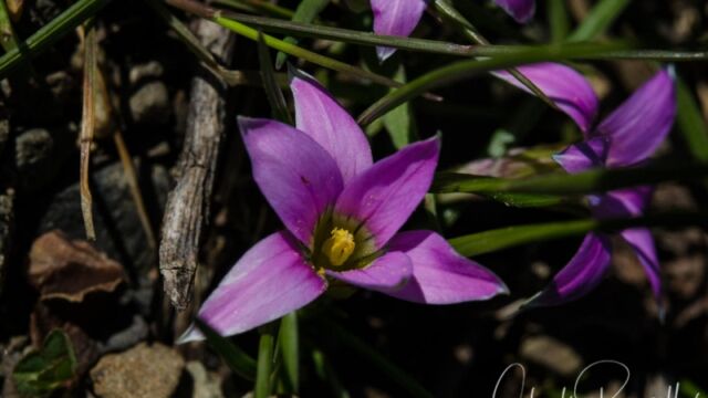 Romulea rosea Rosy sandcrocus