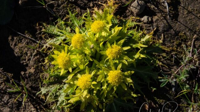 Sanicula arctopoides, Homestead Valley Footsteps of spring