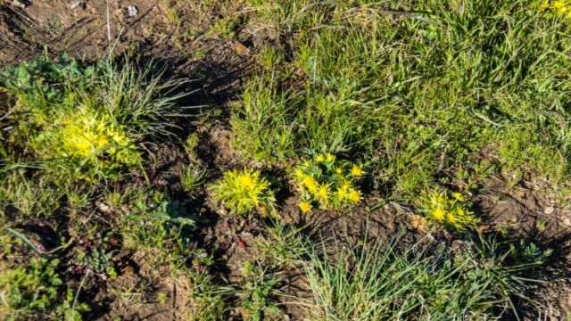Sanicula arctopoides, Homestead Valley Footsteps of spring