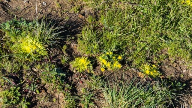 Sanicula arctopoides, Homestead Valley Footsteps of spring