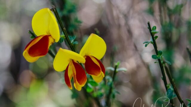 Cytisus scoparius. A major invasive pest Scotch broom