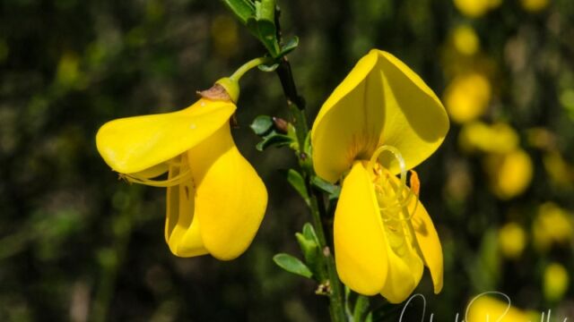 Cytisus scoparius. A major invasive pest Scotch broom