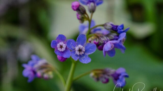 Adelinia grandis (formerly Cynoglossum grande) Grand houndstongue, Adelinia grandis (formerly Cynoglossum grande)