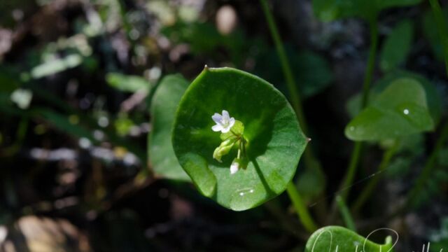 Claytonia perfoliata Miner's lettuce