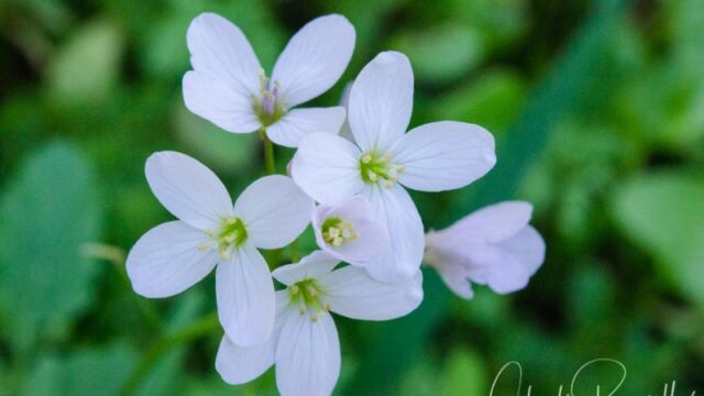 Cardamine californica Milk maids