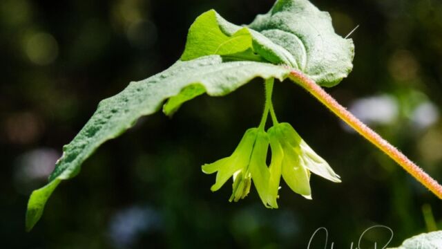 Prosartes hookeri, aka Drops of gold Fairy bells, Prosartes hookeri, aka Drops of gold
