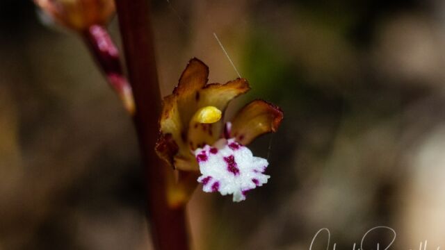 Corallorhiza maculata Spotted coralroot