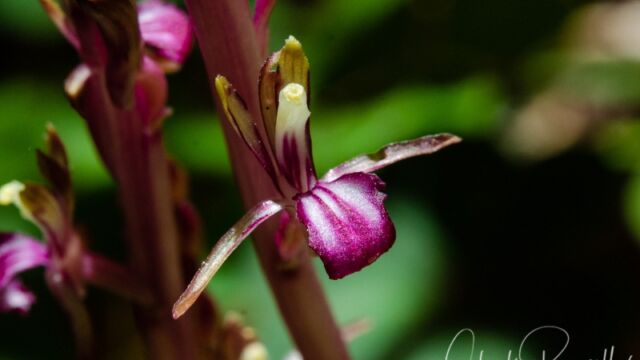 aka Merten's coralroot. Corallorhiza mertensiana Western coralroot