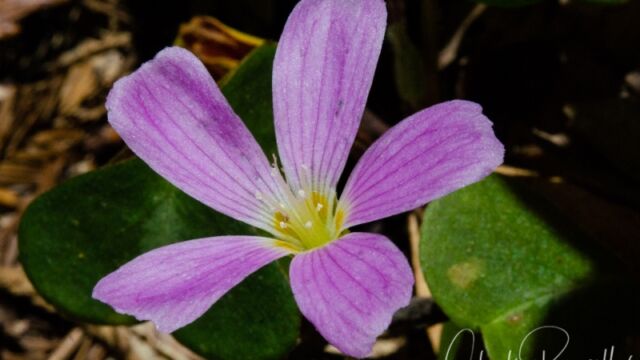Oxalis oregana Redwood sorrel