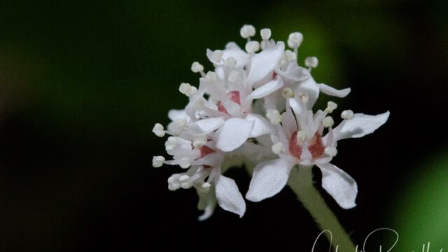 Whipplea modesta Modesty