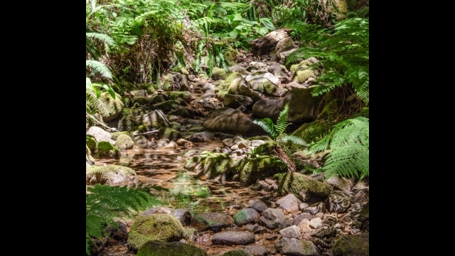 Chinese Gulch stream Kruse Rhododendron State Natural Reserve