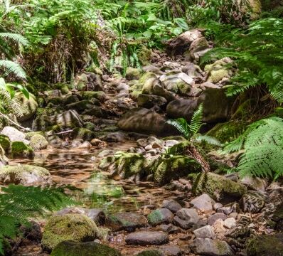 Chinese Gulch stream Kruse Rhododendron State Natural Reserve