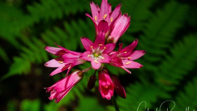 Clintonia andrewsiana Andrew's clintonia