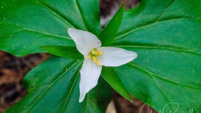 Trillium ovatum ssp. ovatum Western trillium