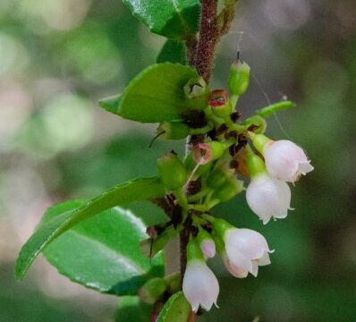 Vaccinium ovatum California huckleberry