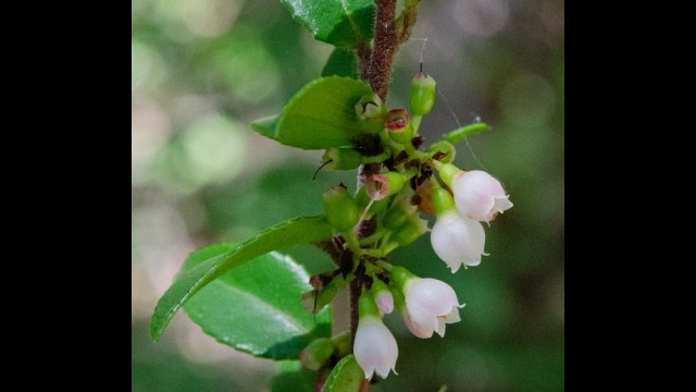 Vaccinium ovatum California huckleberry