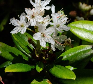 Rhododendron columbianum Western labrador tea