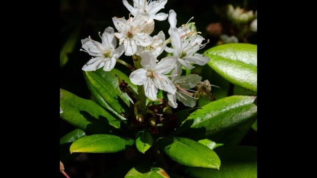 Rhododendron columbianum Western labrador tea