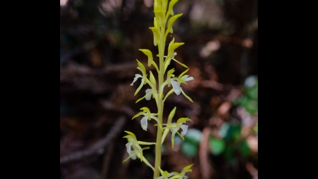 aka Merten's coralroot. Corallorhiza mertensiana. Genetic variant found in this park Western coralroot