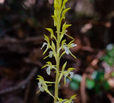 aka Merten's coralroot. Corallorhiza mertensiana. Genetic variant found in this park Western coralroot
