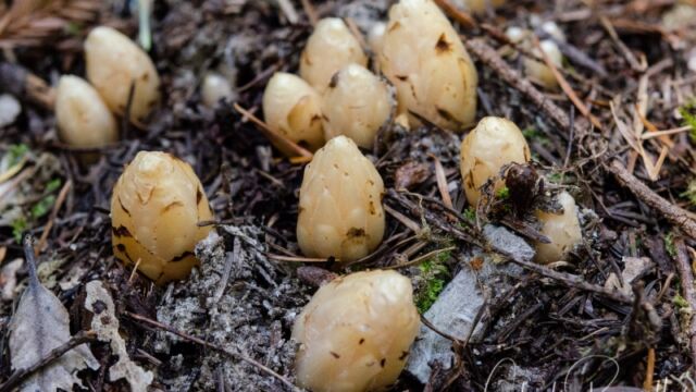Hemitomes congestum, possibly. just starting Gnome plant