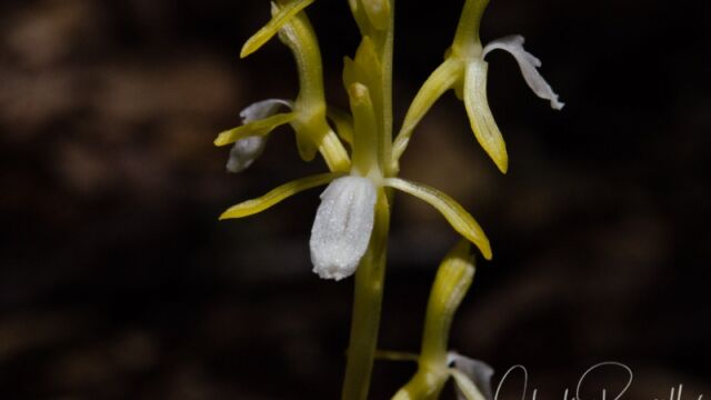 aka Merten's coralroot. Corallorhiza mertensiana??? Possibly. keys out Western coralroot