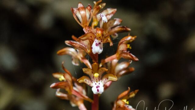 Corallorhiza maculata Spotted coralroot