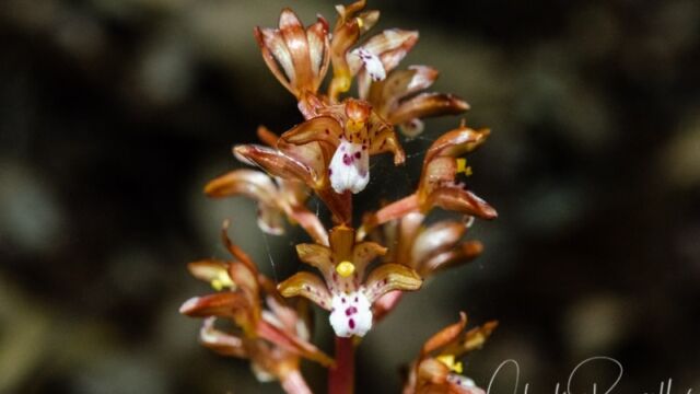 Corallorhiza maculata Spotted coralroot