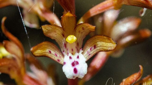 Corallorhiza maculata Spotted coralroot